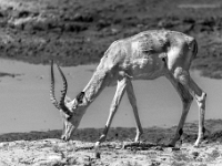 Rezerwat w Chobe (Botswana)